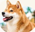 A Shiba who calls shiba.town home